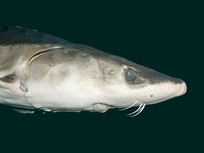 ��ϡ�����л���