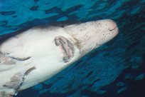 ��ϡҰ����������л��� 