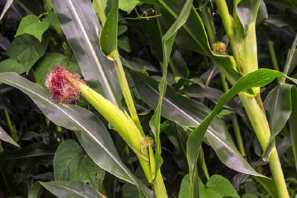 �������õ����װ�