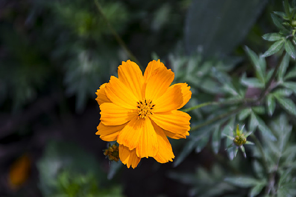 ����Ӣ��