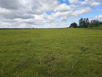 ���������ƺ�