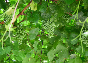 ������ʵ�����Ѽ�