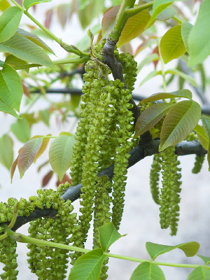 �������´��Ļ���