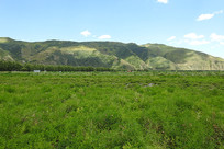 ҩ����ֲ����