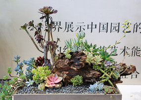 ֲ辰