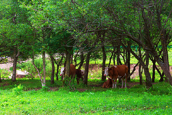 �����е�ţ