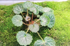 ̦޺�ϵ���ֲ