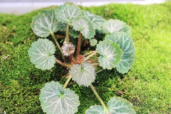 ̦޺�ϵ���ֲ