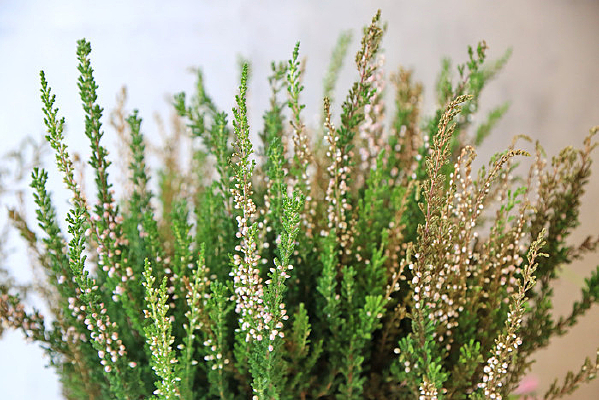 �����̲�