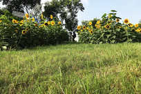 ������ɫ