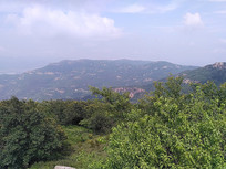 �������ֵ�ɽ�����ֲ