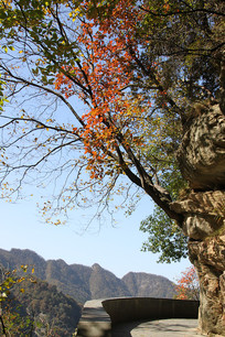 �䵱ɽɽ�����