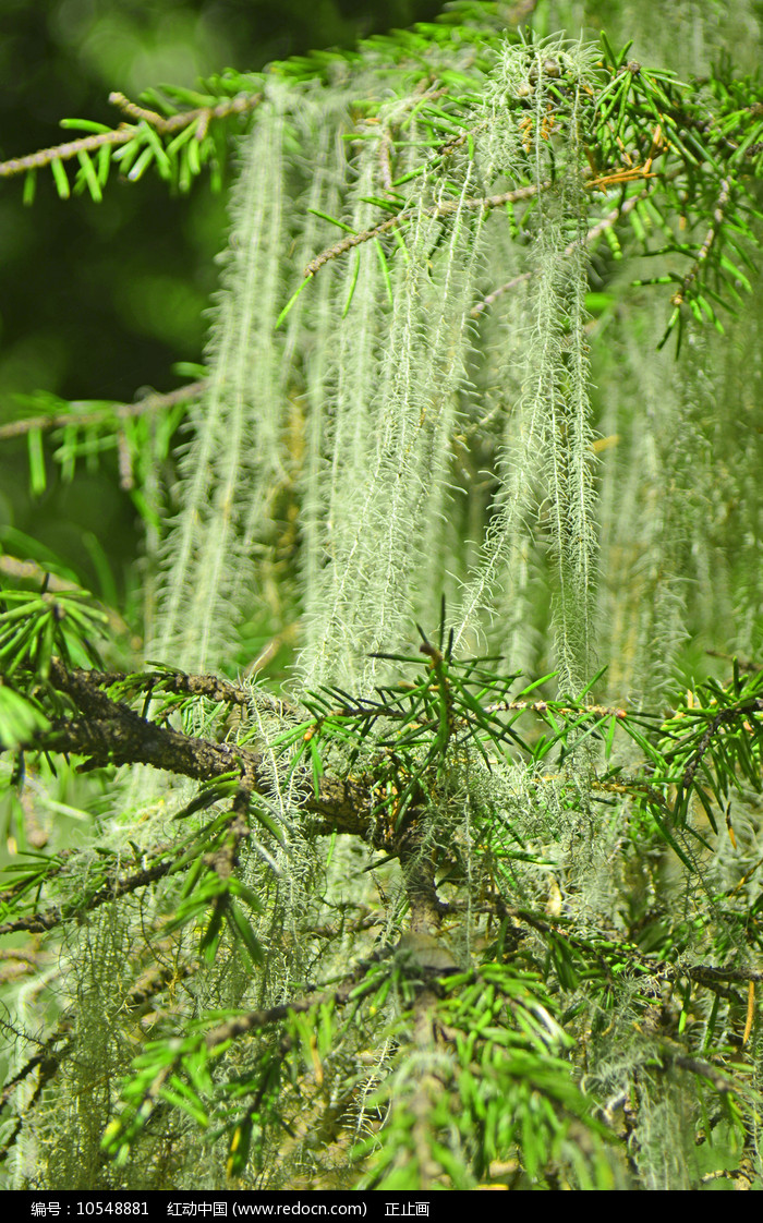 松贝原植物图片