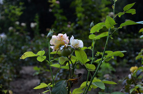 ��ɫ�¼�����Ļ���