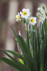 水仙花