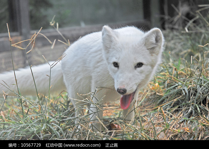 陸地動物精品原創素材下載,您當前訪問作品主題是北京動物園的白狐