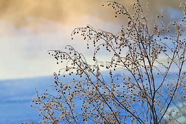 ��Ҷ����羰