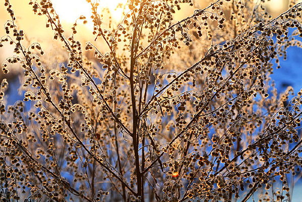 ���˰���Ұ�ݻ��ݱ�˪�羰