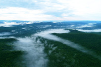 ���Ĵ��˰�������ɭ�� 