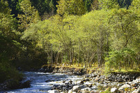 �Ĵ���ˮ��ɽ��ɭ�ֺͺ��� 