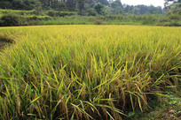 ����ĵ���