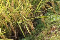 ����ĵ���