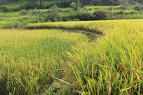 ��Ƭ����