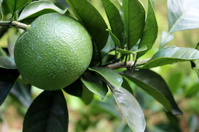 �������д