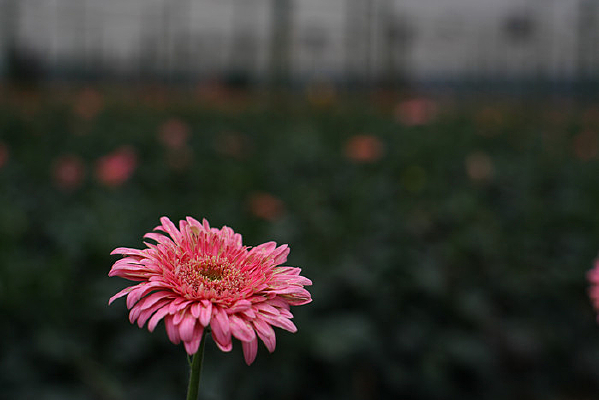 ��ɫ��̫����