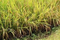 ����ĵ�����д