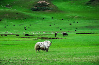 �ຣ��ԭ�ϵ���ţ