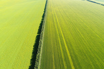 ��ɫ����Ұ����