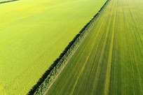 ��Ұ�Ͳ˻�����