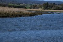 ����Ұ������԰��ɫ����