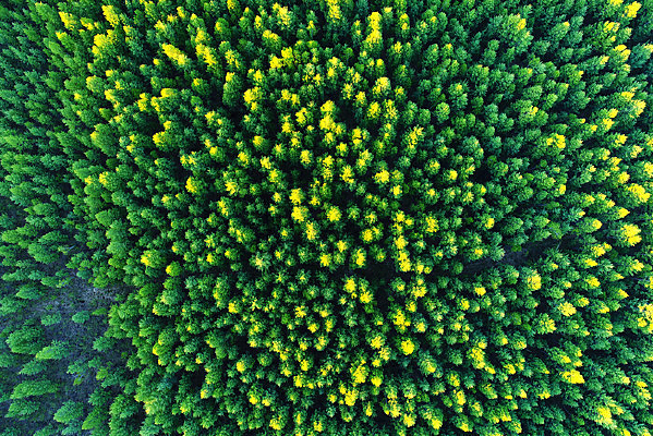 ���Ĵ��˰�����ɫ�ֺ� 