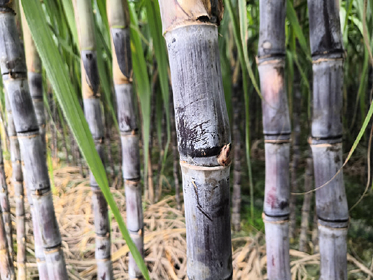 ��Ƥ������д����