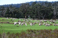 ������˹����������