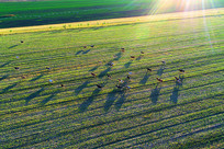 �����������ţȺ 