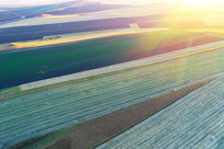 ������Ұ��ɫϦ��