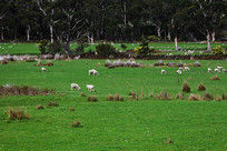 ��˹�����ǲ�ԭ