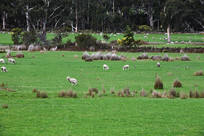 ��˹�����ǲ�ԭ����