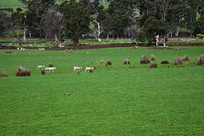 ��˹�����ǲ�ԭ����