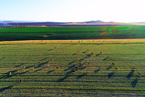 �������ţȺ