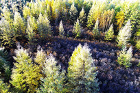 ���˰����＾ɭ��˪���羰