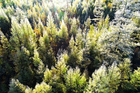 ���˰����＾ɭ����ڡ