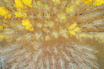 ���Ľ���ɭ�ֻ�Ҷ 