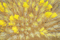 ���������ɫ������ 