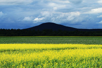 ���ױ�����Ұ�Ͳ˻��� 