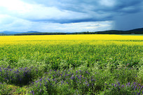 ���ױ�����԰���