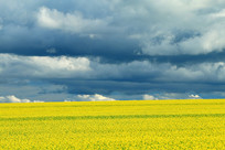 ������Ұ�Ͳ˻���